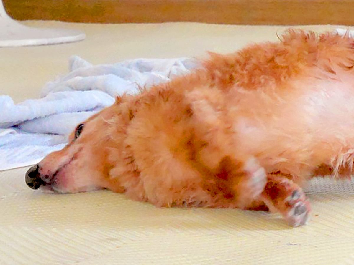 病院検査のため、おなかの毛を剃った犬→『ギリギリ犬…？』ワンコとは思えない光景に6万7000いいね「キャベツ添えたい」「美味しそうｗ」
