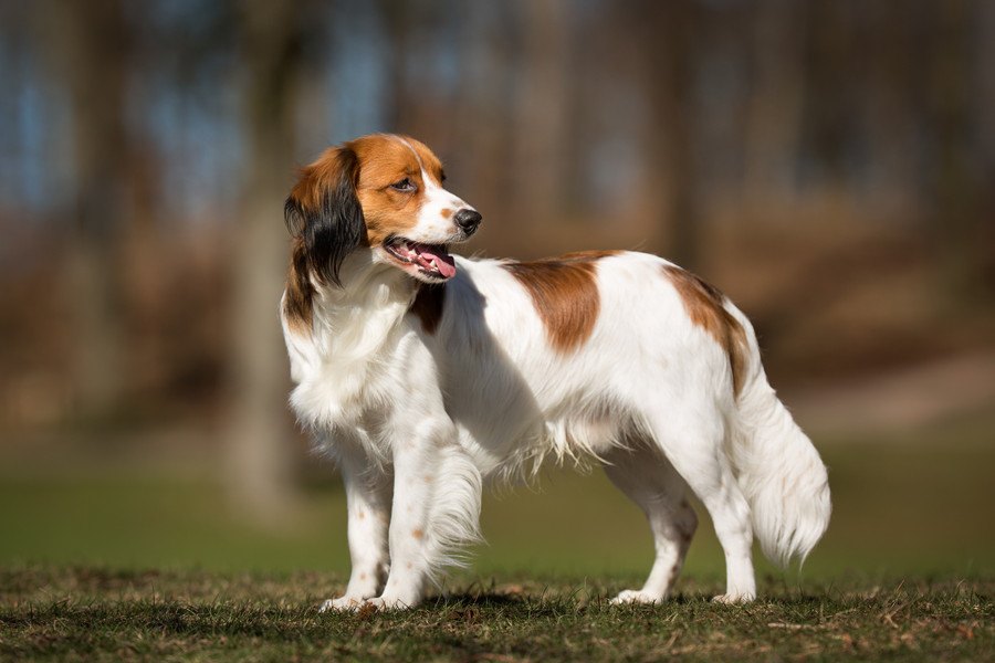 日本ではほぼ見ることができない犬種４選