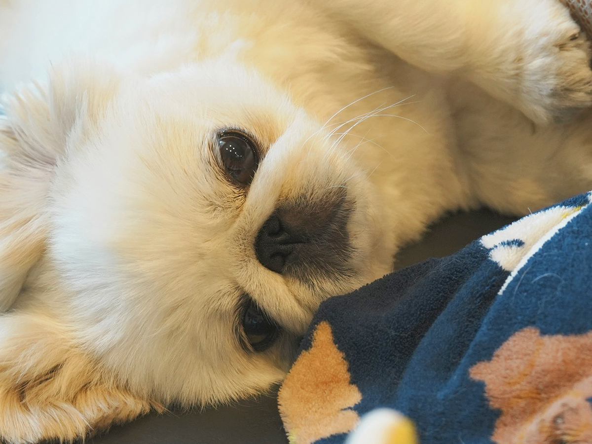 『赤ちゃんのベッドに乗っちゃダメ』と言われた犬→どうしても側にいたくて…『尊すぎる対処法』に1万いいね「なんて優しいの」「感動」と絶賛