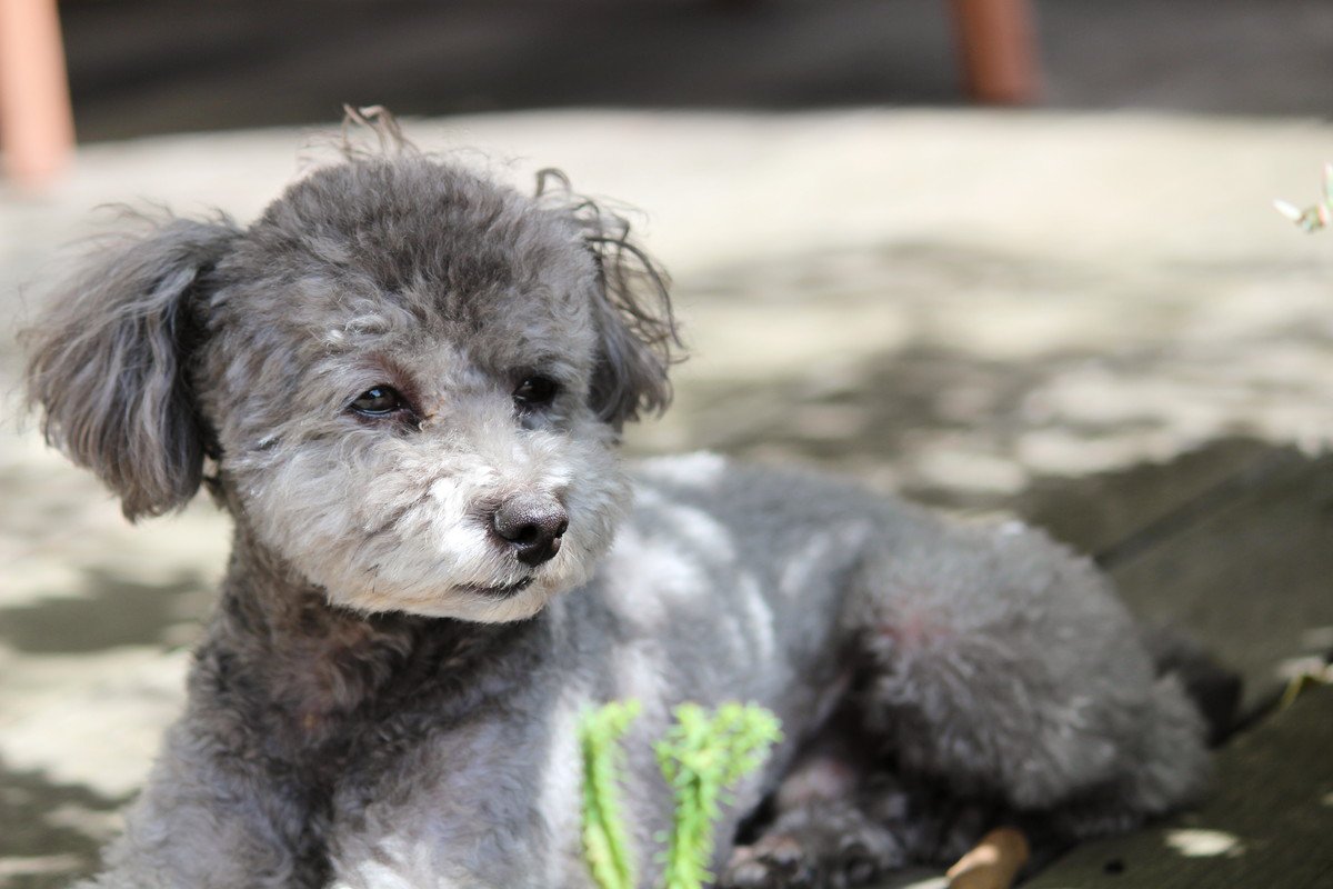 犬が『たそがれている』ときの心理3つ　ぼーっとしているけど大丈夫？飼い主がすべきことまで