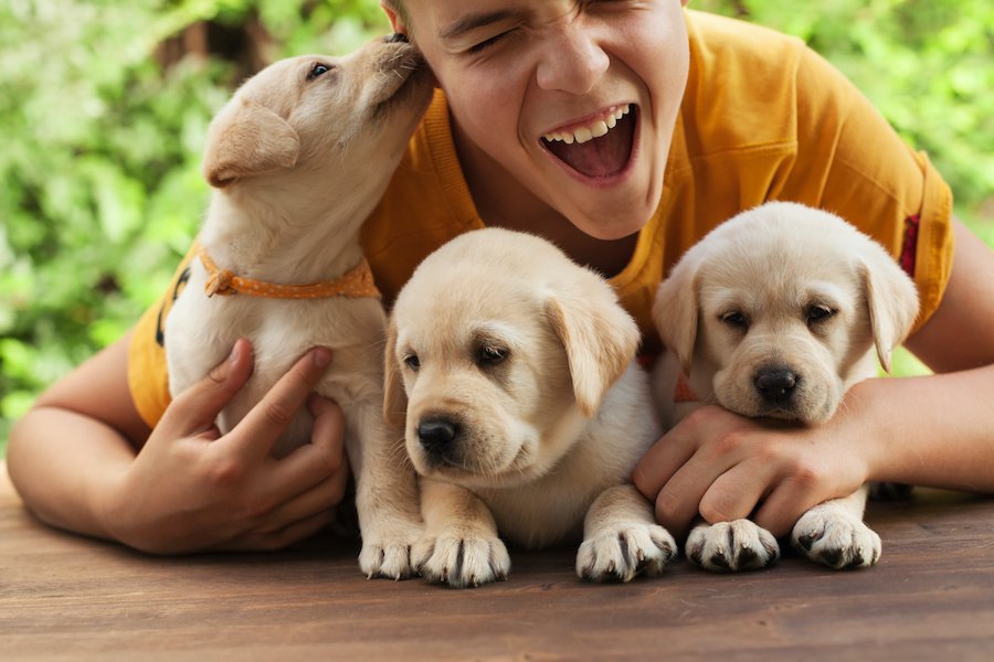 顔？手？犬が舐める場所で異なる心理４選