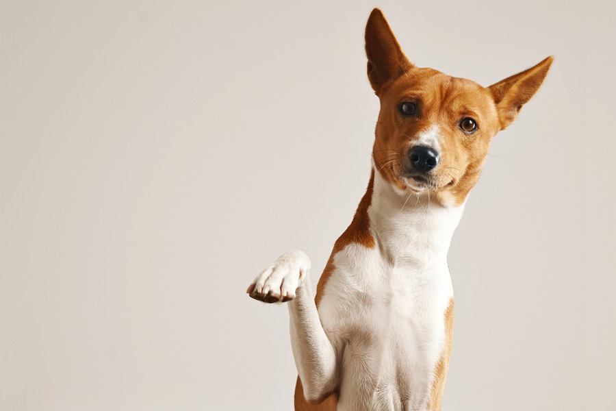 犬が飼い主に何かを伝えたい時にするサイン５つ