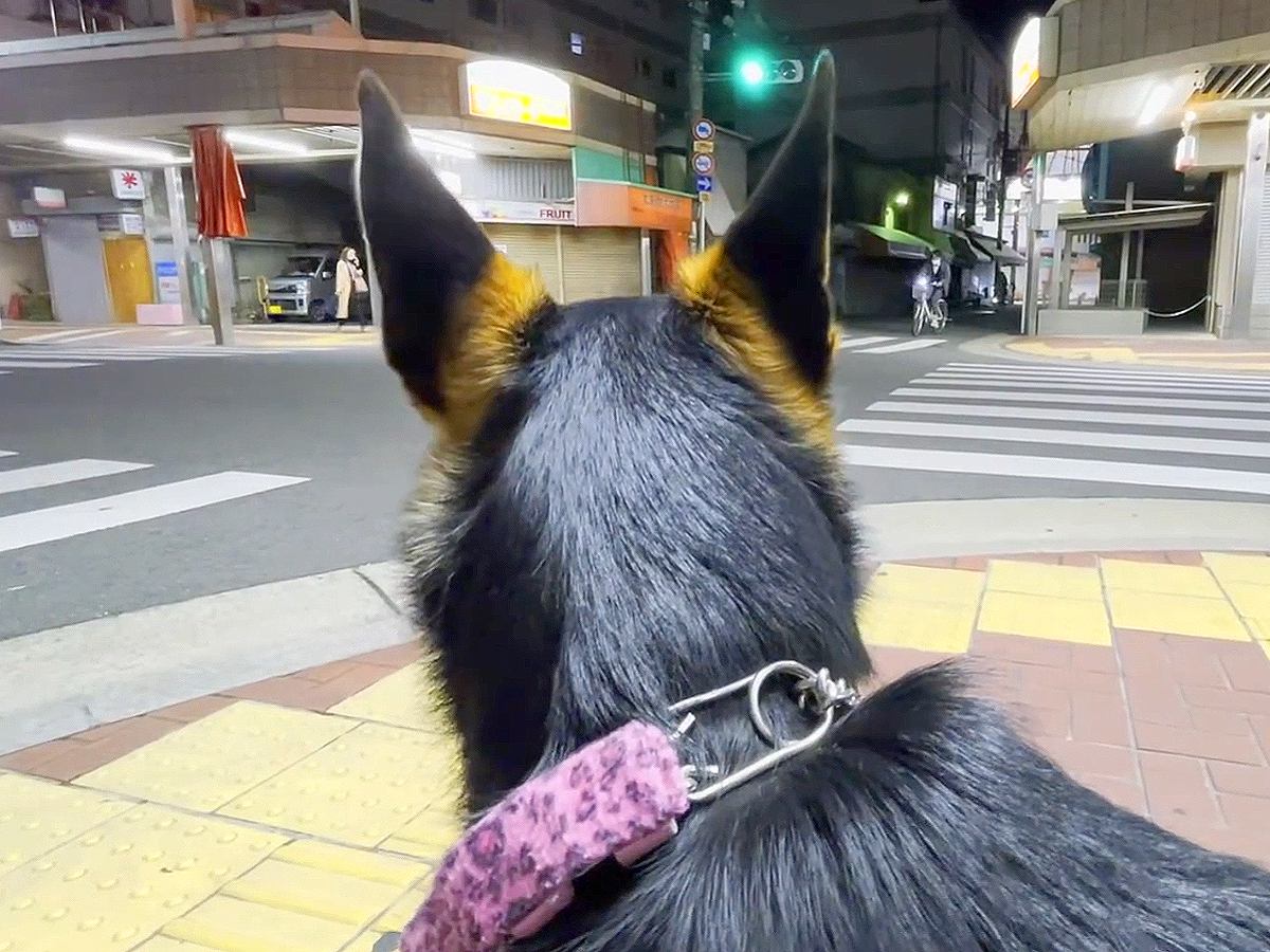 犬が家族の帰り道で『待ち伏せ』した結果…想像以上の『大喜び』が98万再生「どこどこ？って探すの可愛すぎるｗ」「疲れ吹っ飛ぶな」と絶賛