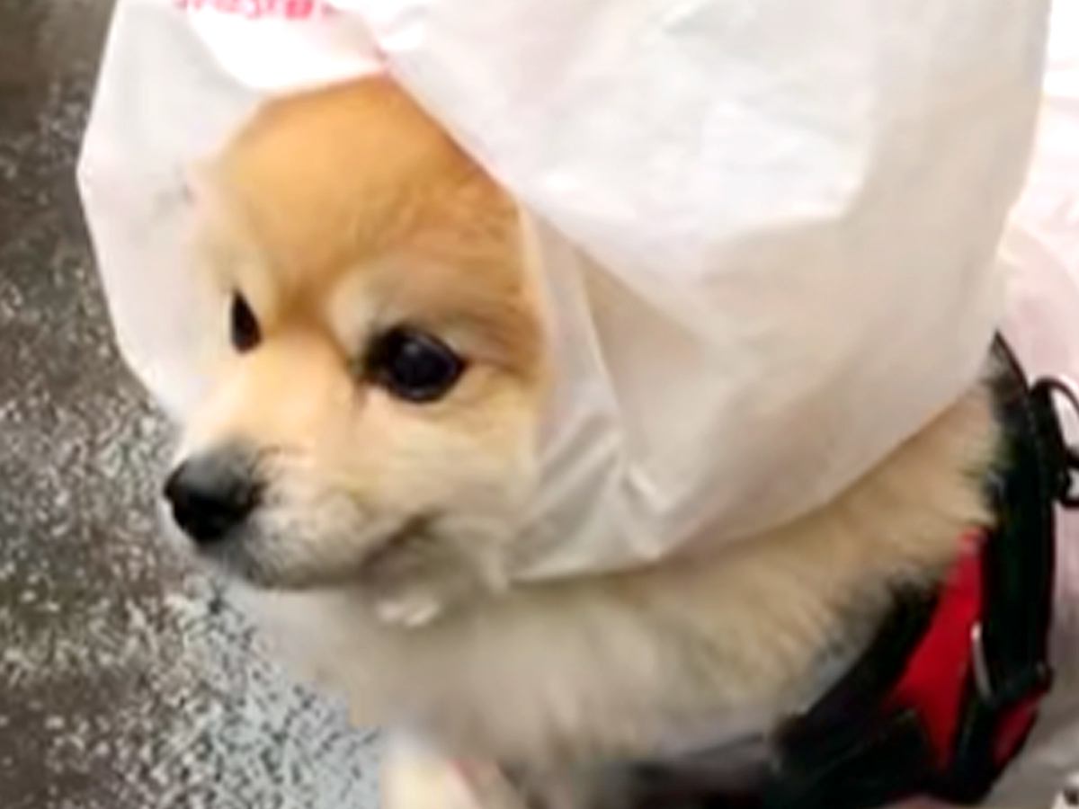 老犬と雨の日にお散歩→思わず二度見してしまう『まさかの対策』が215万再生「片足諦めてて草」「給食当番みたいｗ」「頼むから近所にいて」