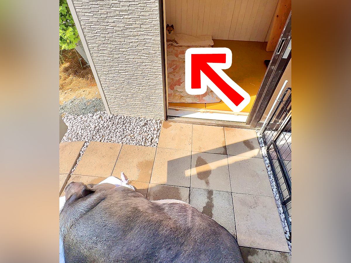 ブタから家を強奪した犬→何事かと思い、様子を見に行くと…想定外だった『まさかの態度』が102万表示「でっかい豚さん」「小さく見えるｗ」