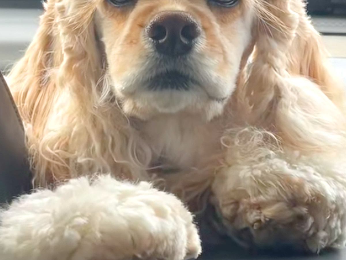 いつも午前中は寝ている犬を『朝の7時30分』に起こしたら、車内で…思わず笑う『表情』が24万再生「ペニーワイズ？」「ダイアンのユースケ」