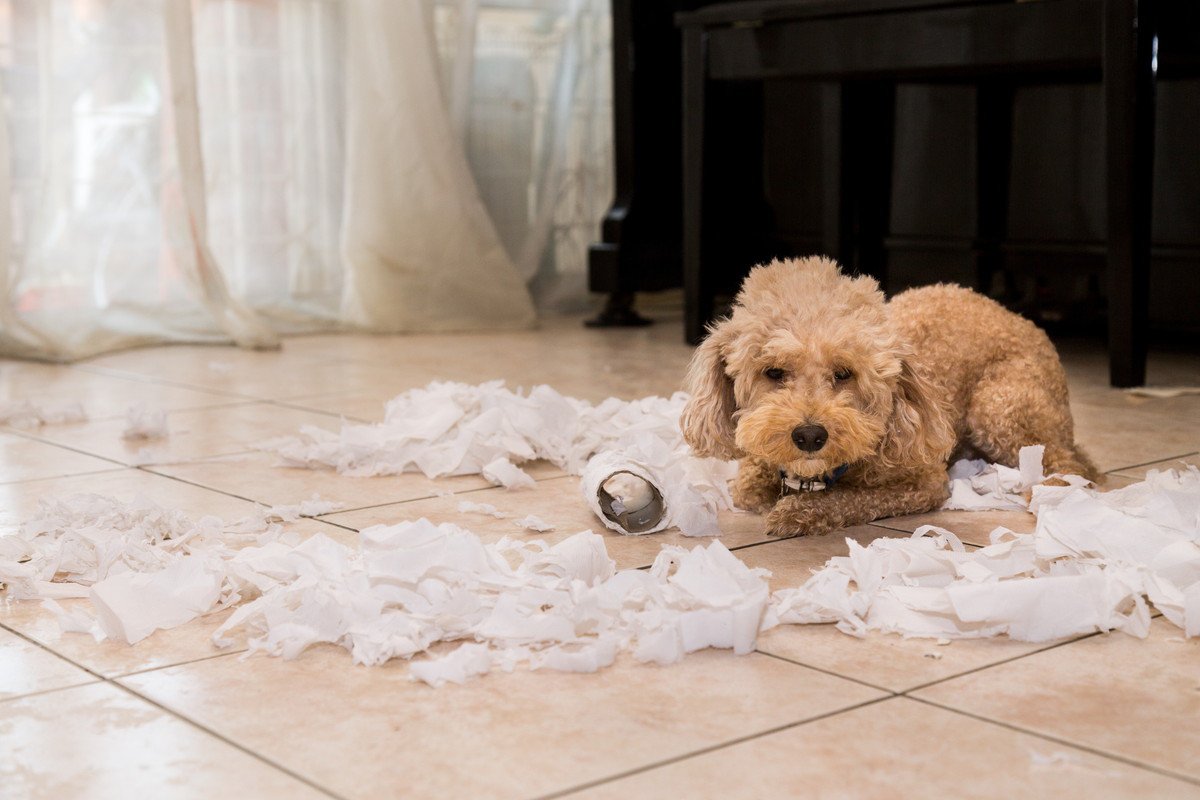 犬が部屋を散らかすのは病気が原因かも？分離不安症になっていないかチェックしてみて