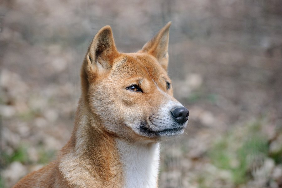 現存する最古の犬種「ニューギニア・ハイランド・ワイルドドッグ」とは？