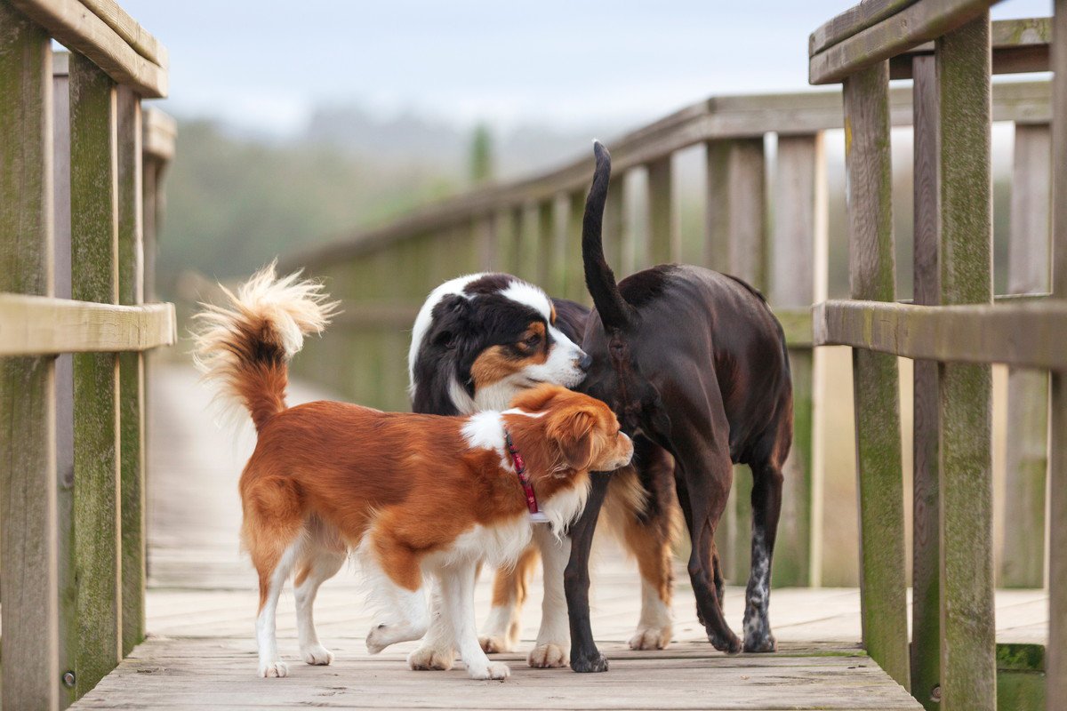 犬同士が『おしりを嗅ぎ合う』のはなぜ？3つの理由と知っておくべき注意点をご紹介