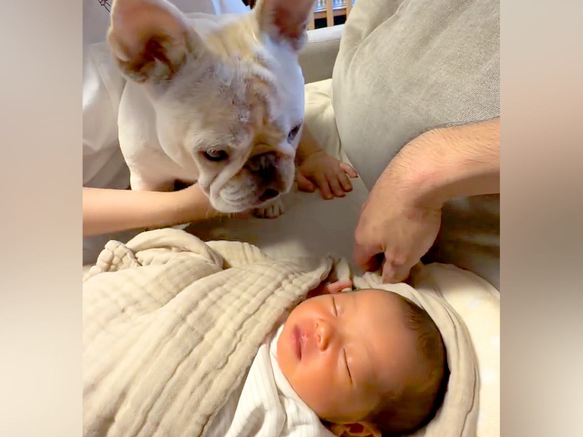 生まれたての赤ちゃんと犬が『初対面』した結果→不思議そうに見つめて…尊すぎる『愛にあふれたリアクション』に反響「たまらないかわいさ」