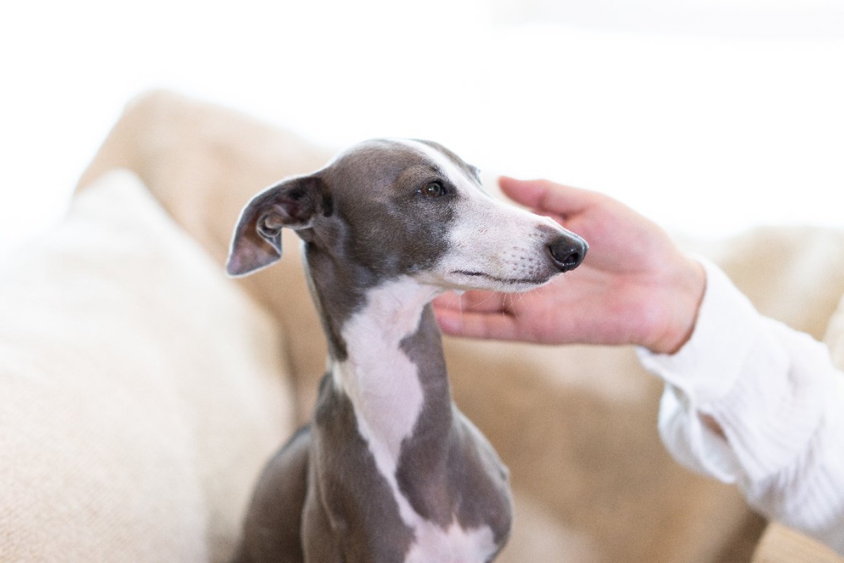 犬を撫でてはいけないタイミングがある！？5つの場面と病気の可能性