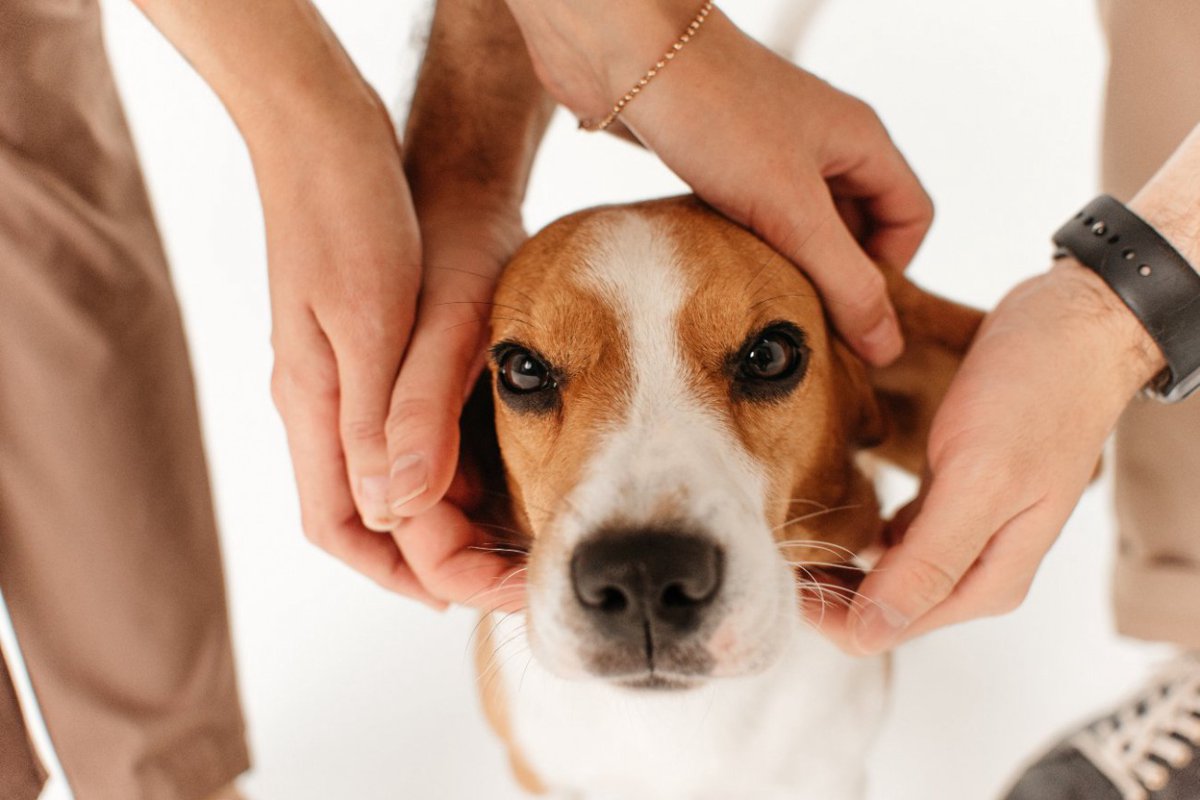 愛犬に対して第三者にさせてはいけないNG行為5選　家族の一員をトラブルから守れるのはあなただけ