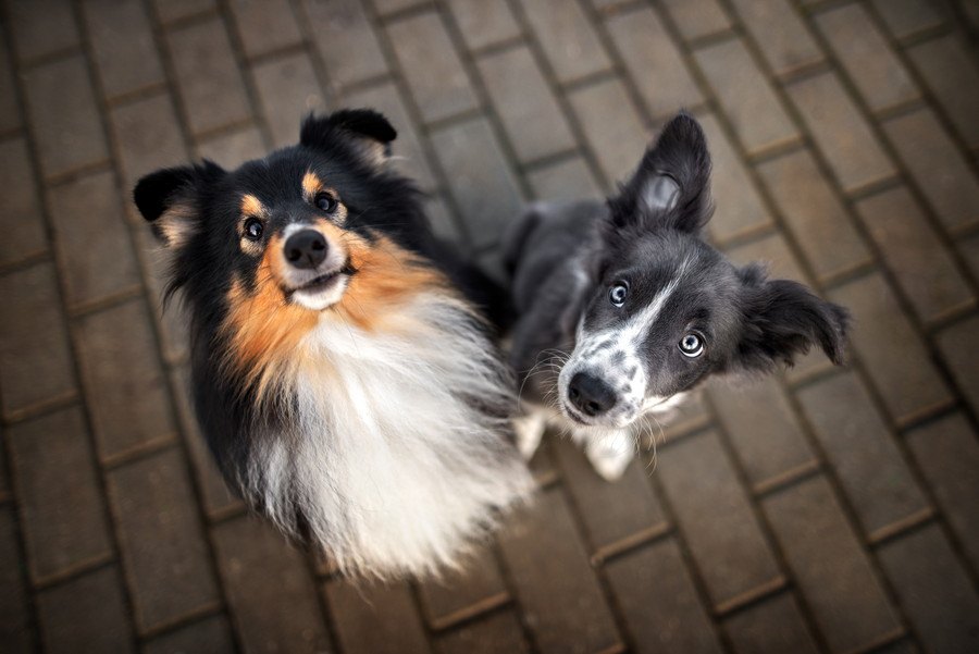 犬が飼い主に理解してほしいと感じている『３つのこと』