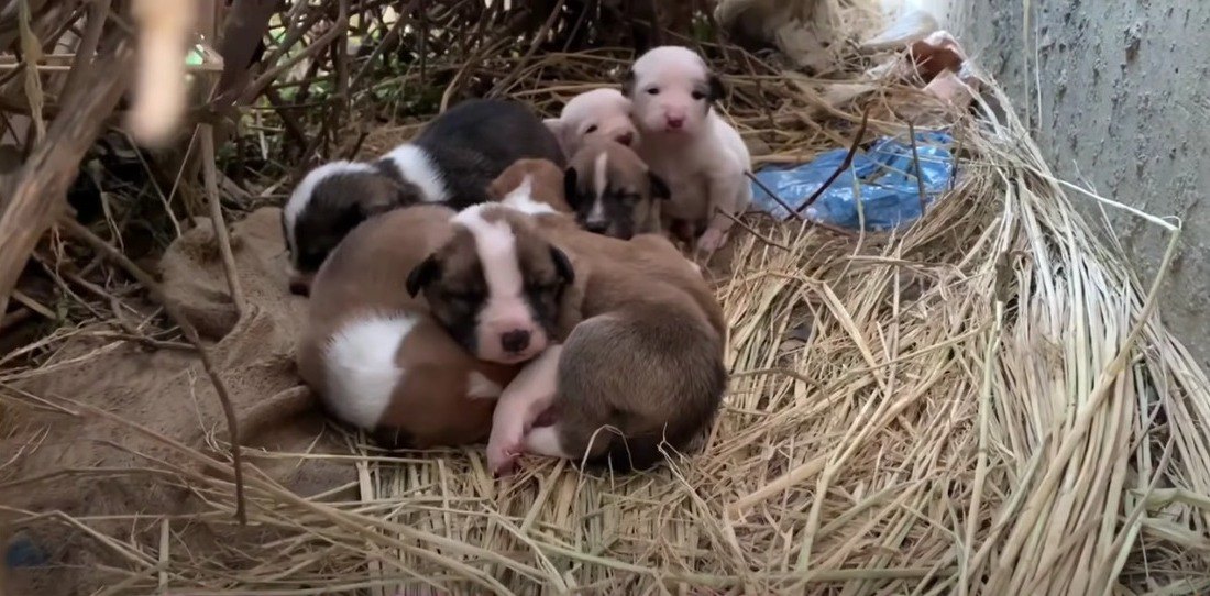 野良子犬達の命を守りたい！野良犬達に出張ワクチン接種！