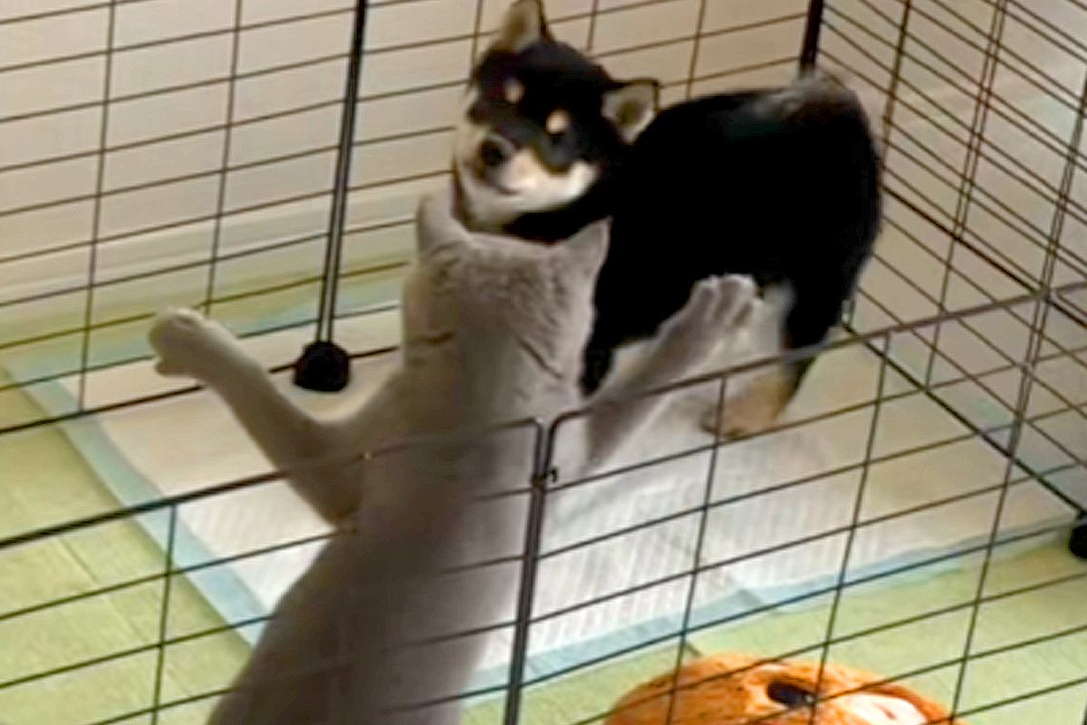子犬のケージに侵入した猫→優しく『猫パンチ』をした結果…とんでもなく尊い『真似っ子する光景』に悶絶の声「なんて短いおてて」「可愛い」