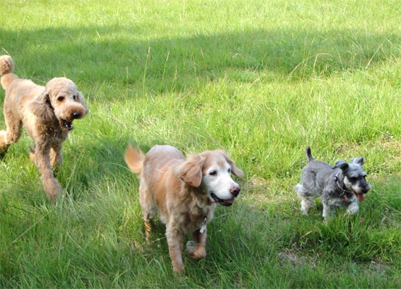 犬の習性について　本能やマーキング、穴を掘る行動の意味など解説