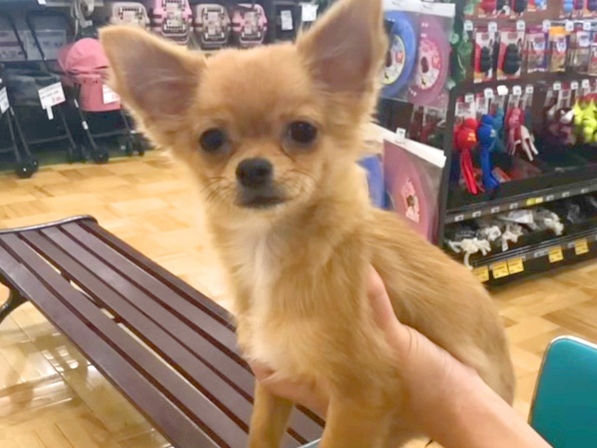 値下げされた『6ヶ月の売れ残り犬』→気になって4日連続で会いに行き…人生が変わった『素敵な物語』が12万再生「泣ける」「待ってたんだ」