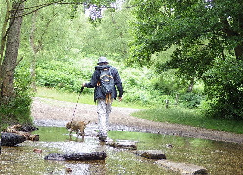 犬の声帯切除について～動物愛護国イギリスわんこ事情～