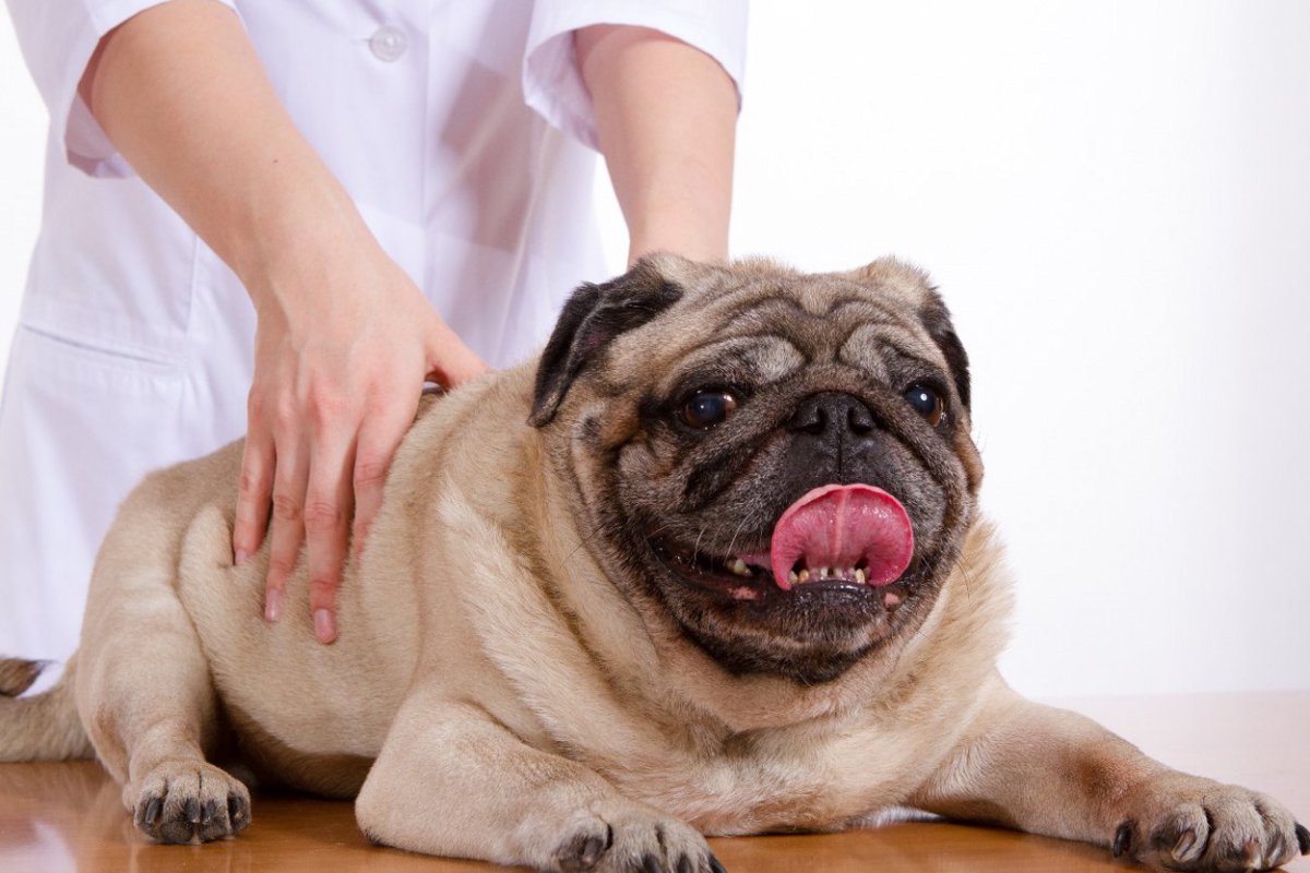 うっとり♡愛犬が喜ぶマッサージ方法5つ