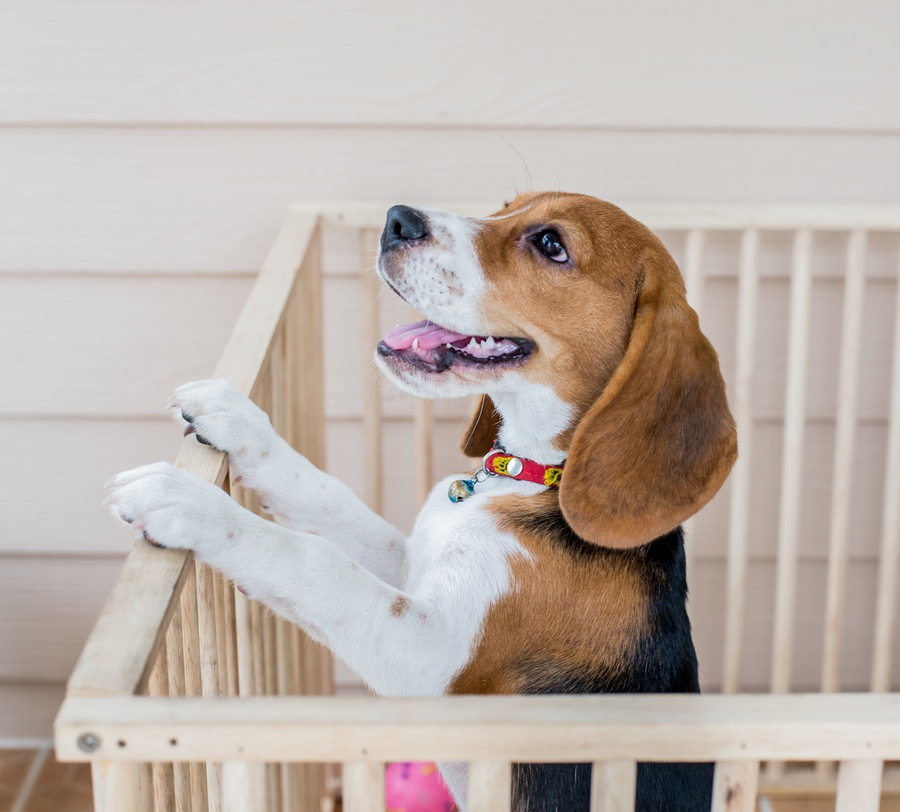 犬を飼うときにケージを使用するメリット・デメリット