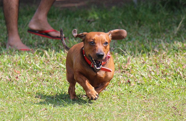 愛犬とジョギングをしてみませんか？