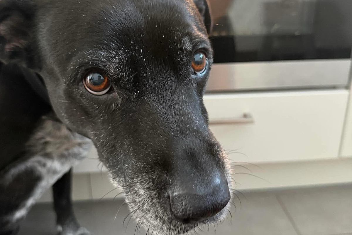 キッチンでオーブンを見ようと座り込むと、なぜか『犬』が心配してくれて…『まさかの理由』が優しすぎると23万表示「なんていい子」「涙が…」