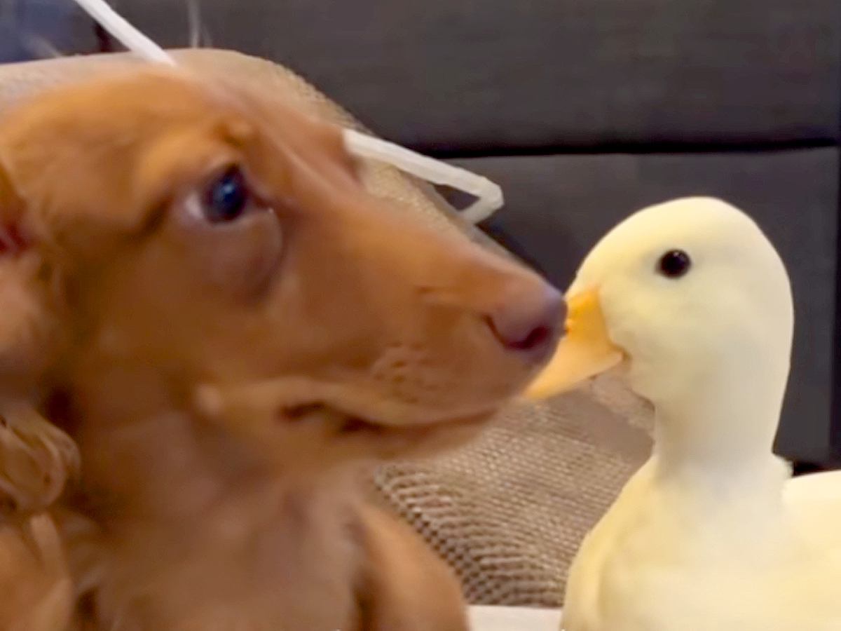『テレビを観たい犬』VS『阻止したいアヒル』種族を超えたカップルのような光景が44万再生「私と彼氏の日常ｗ」「めんどくさそうで草」と爆笑