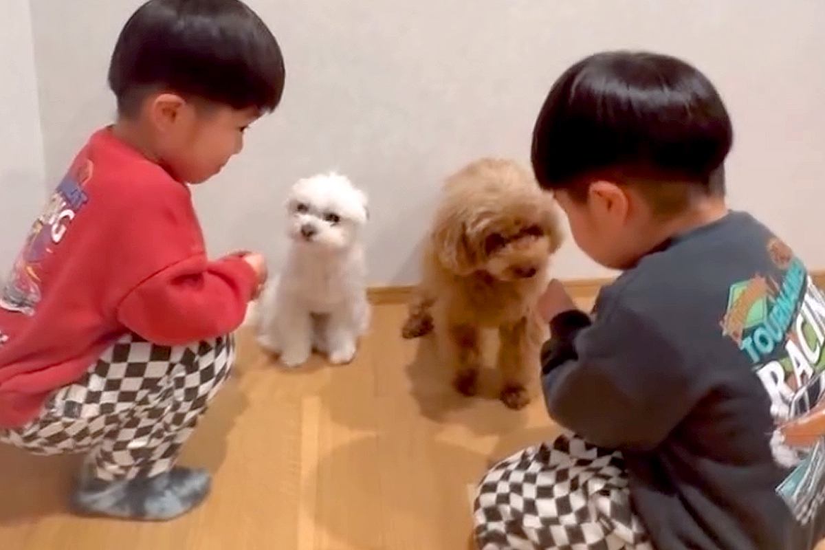 双子の小さな男の子が、2匹の犬に『お名前は？』と質問をした結果→微笑ましい『勘違い』に反響「かわいい」「温度差半端ないけどほっこり」
