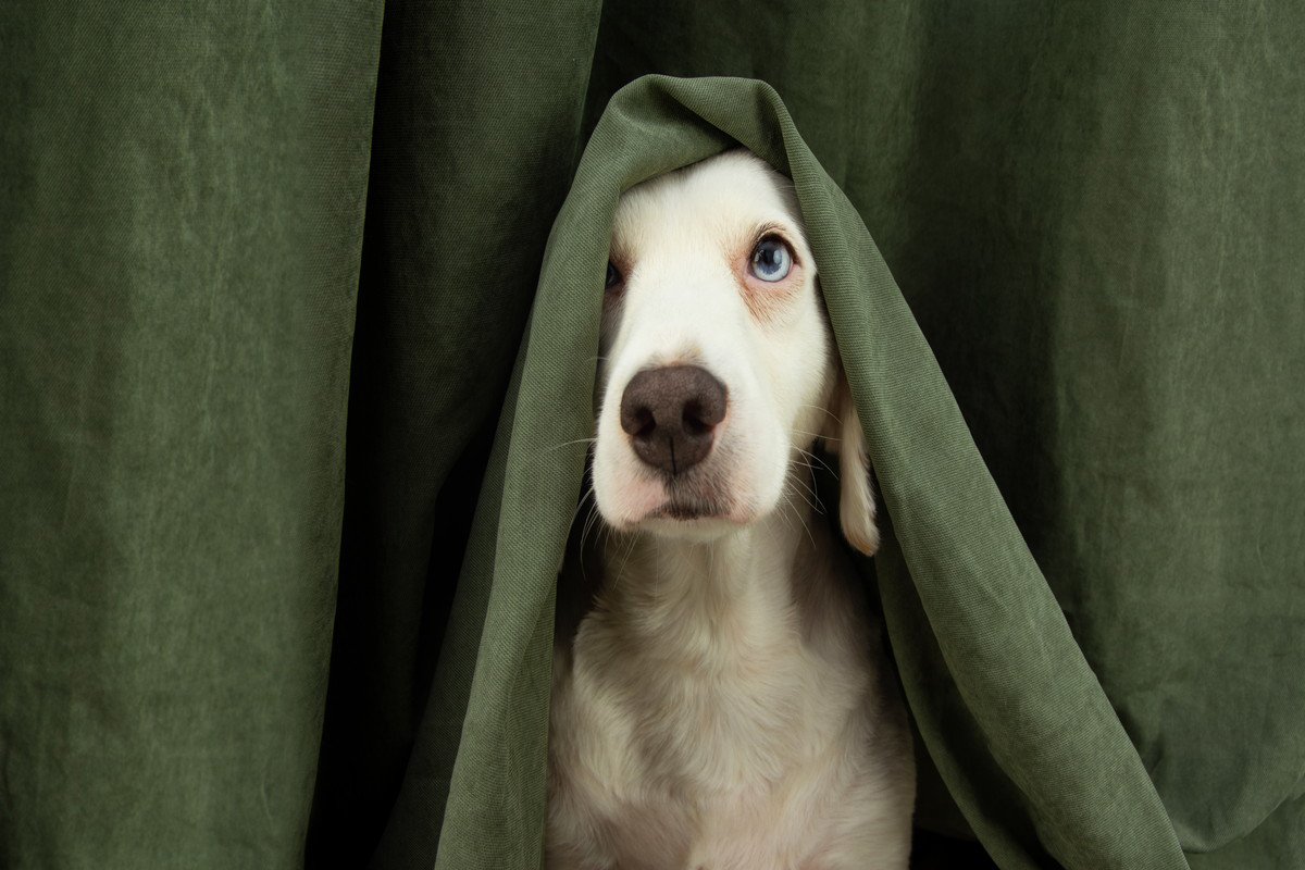 犬が家の中で『かくれんぼ』をする心理5つ　狭い場所に隠れるワケや注意点までご紹介