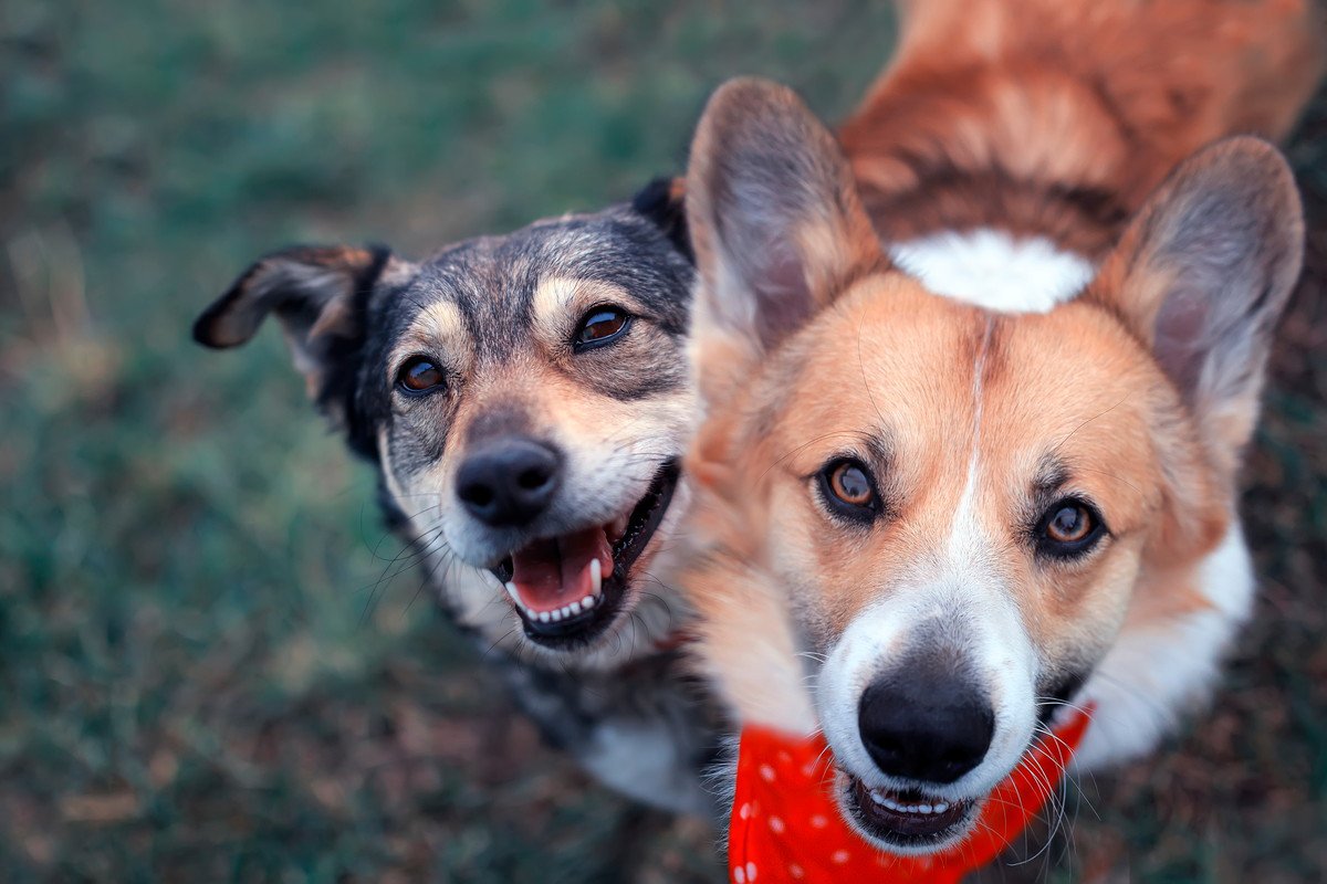 『仲が良い犬たち』がやりがちな3つの行動　コミュニケーションの意味やトラブルの可能性まで