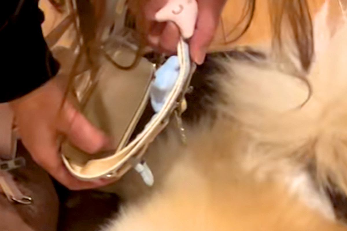 絶対に散歩に行きたくない犬が『必死に隠れようとした』結果→まさかの『バレバレすぎる隠れ方』に爆笑「超可愛い」「見えてないから見えてない」