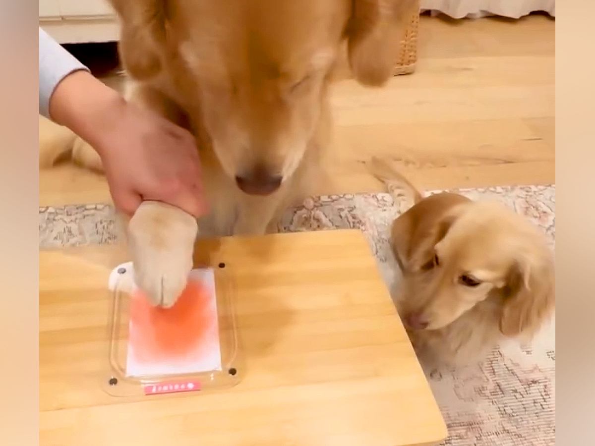 3匹の犬たちの『肉球スタンプ』を作った結果→個性があふれる微笑ましい光景が10万再生「最高に可愛すぎる…」「記念にいいですね」と絶賛の声