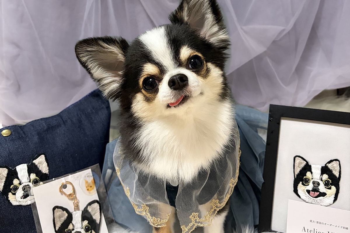 犬の写真を撮った結果→『映えてるな』と思ったら、裏側では…犬オタクの『理想と現実』に1万いいね「なるほど、スカートをｗ」「センス良すぎ」