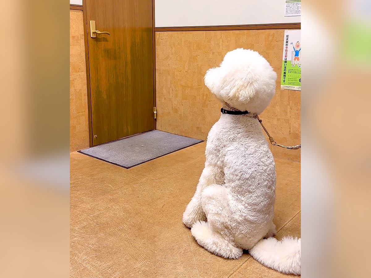 『先生、早く呼んでください！』犬が注射を打つために病院に行った結果…可愛すぎる待ち姿が10万再生「優等生」「病院大好きすぎるｗ」の声