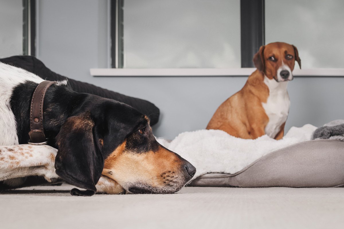 多頭飼いに向いていない犬『4つの特徴』不向きと言われている理由や共通点まで