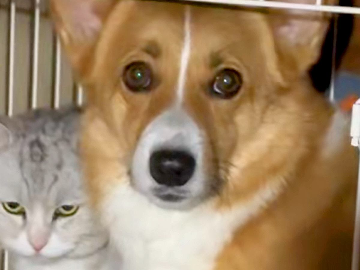飲んでいた水を猫に横取りされた犬→飼い主に助けを求め…思った以上に『切実な表情』が28万再生「顔で訴えてるのジワるｗ」「逆かと思ったｗ」