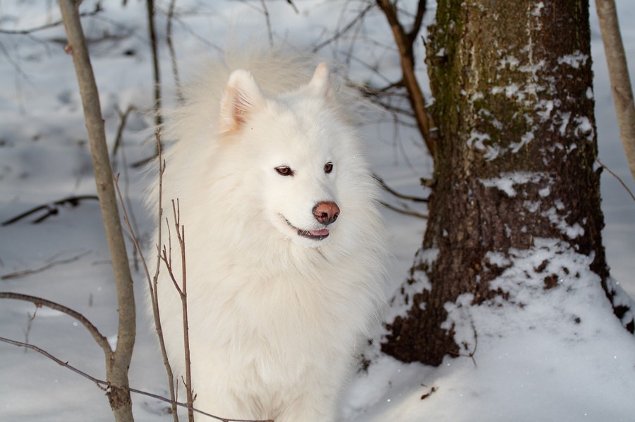 ロシアが原産国の犬種８選