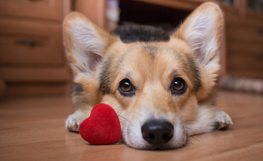 今のうちから残しておきたい「犬の記念品」３つ