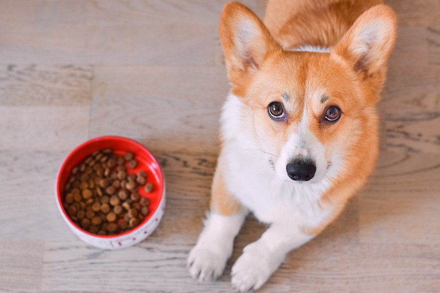 犬がご飯に不満を抱えている時の仕草や行動４つ