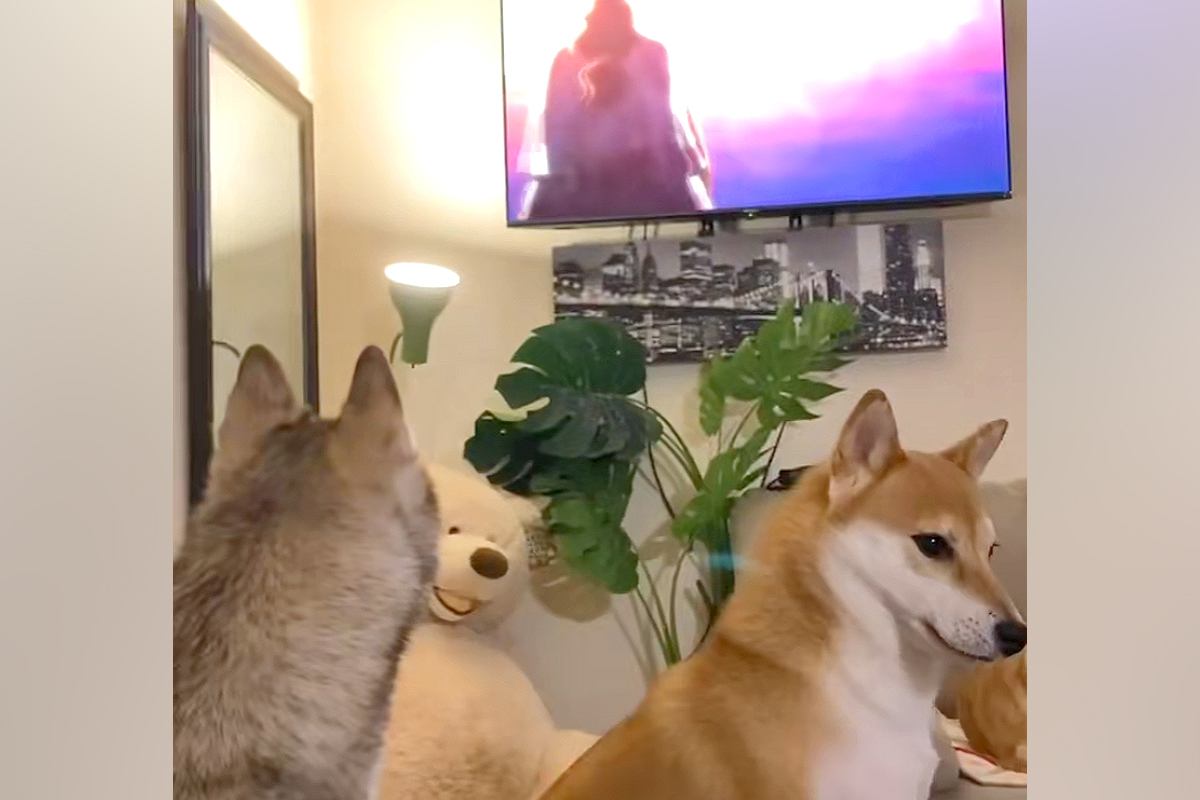 犬たちとアニメ『ワンピース』を鑑賞→キャラが登場した次の瞬間…『大混乱に陥る光景』が68万再生「覇気感じてて草」「まったりから一転ｗｗ」