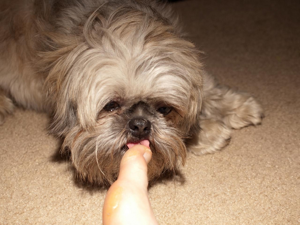 【咬んだ後にペロペロ…】実は、愛犬は反省しているわけではないのです!