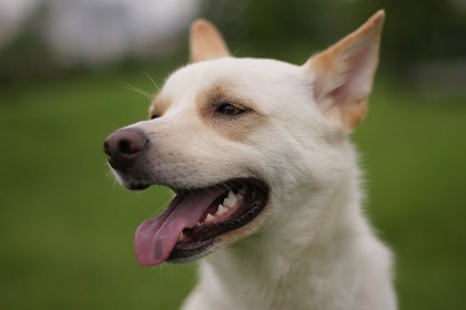 子犬も成犬もやってみよう！ワンコの適応力を高める訓練