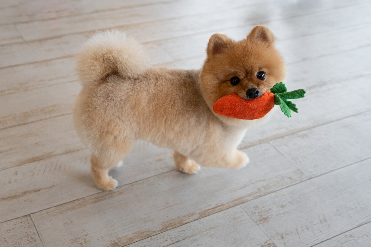 犬が『おもちゃを離さない』ときの心理3つ　愛犬が執着している理由から対処法まで