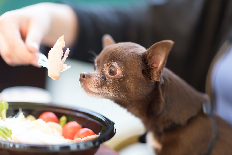 犬の肥満は危険！太る原因と4つの病気を解説