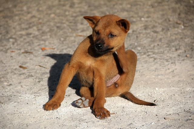 犬についたマダニの取り方！お酢での除去や特徴、予防法など