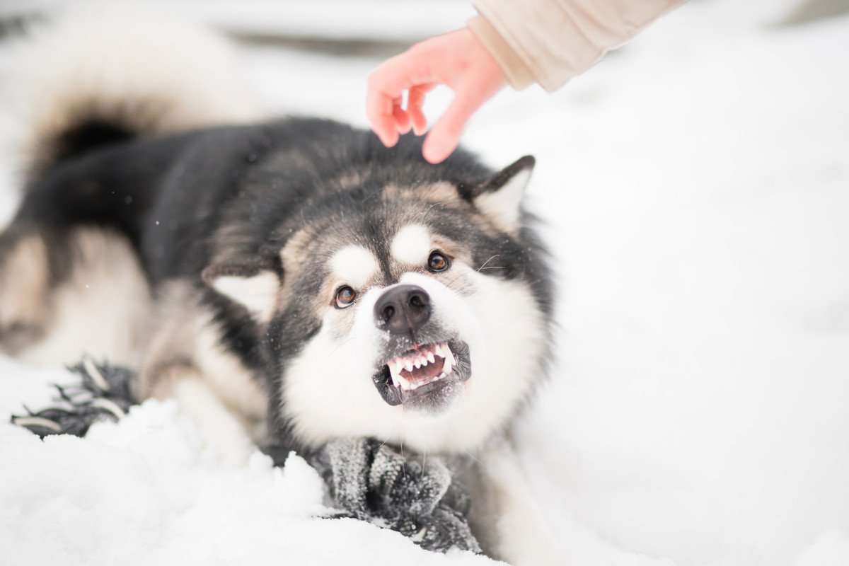 初対面の犬を勝手に触るのは絶対にNG！その理由に「結構リスクがある」「多くの人に知ってほしい」