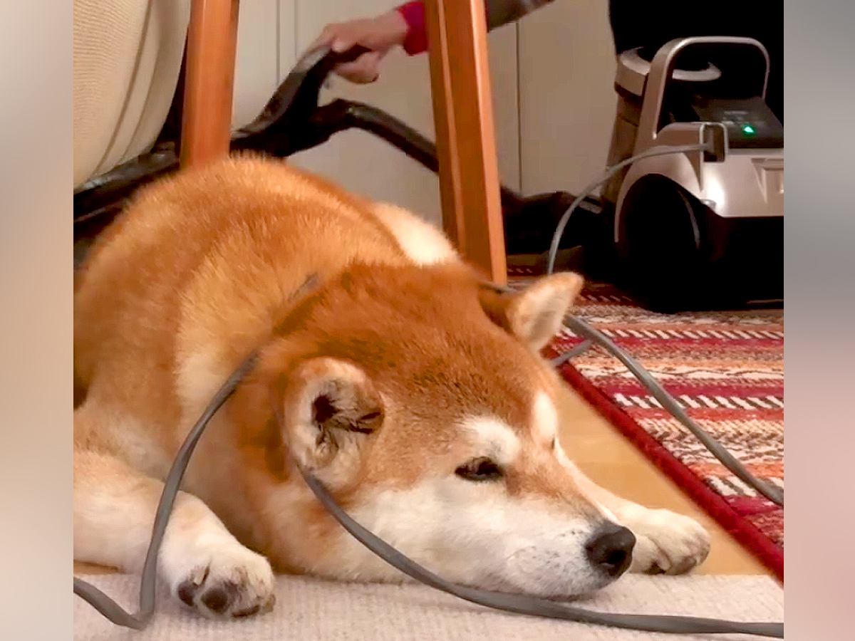 掃除中、犬が動いてくれないので無視して続けた結果…頑固過ぎる『まさかの光景』が31万再生「絡まってるの草」「確固たる強い意志を感じるｗ」