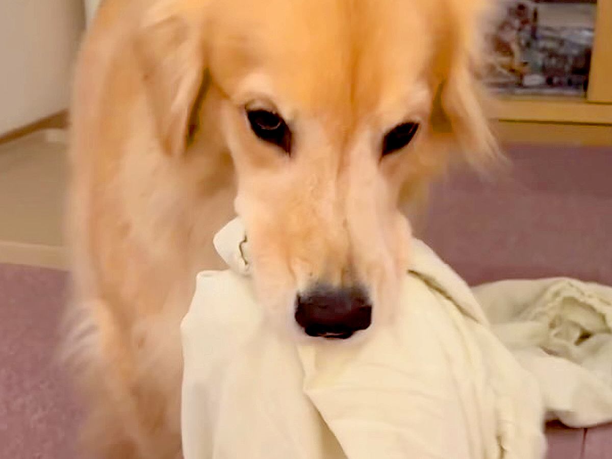 洗濯物を干しに行っていたら、昼寝から起きた大型犬が…まさかの理由で『ブチギレる光景』が8万再生「尊い」「イライラしてるの可愛い」と絶賛