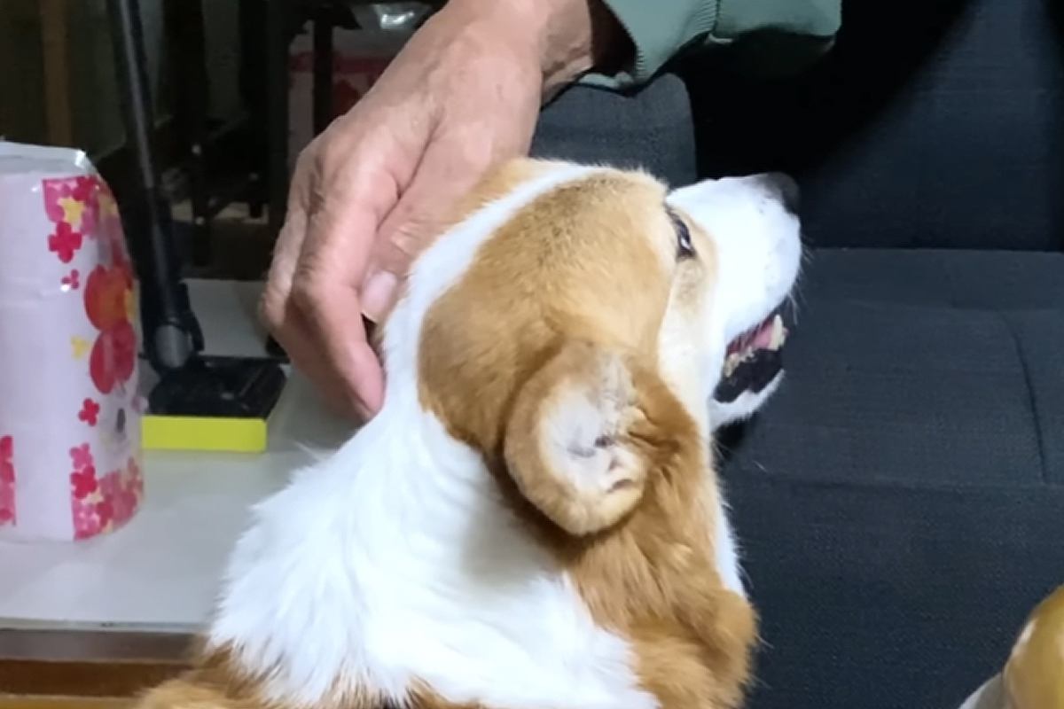 犬があまり好きじゃないおじいちゃん→久しぶりにワンコに会った結果…微笑ましすぎる『ツンデレ対応』に反響「仲良し作戦」「距離縮まってる」