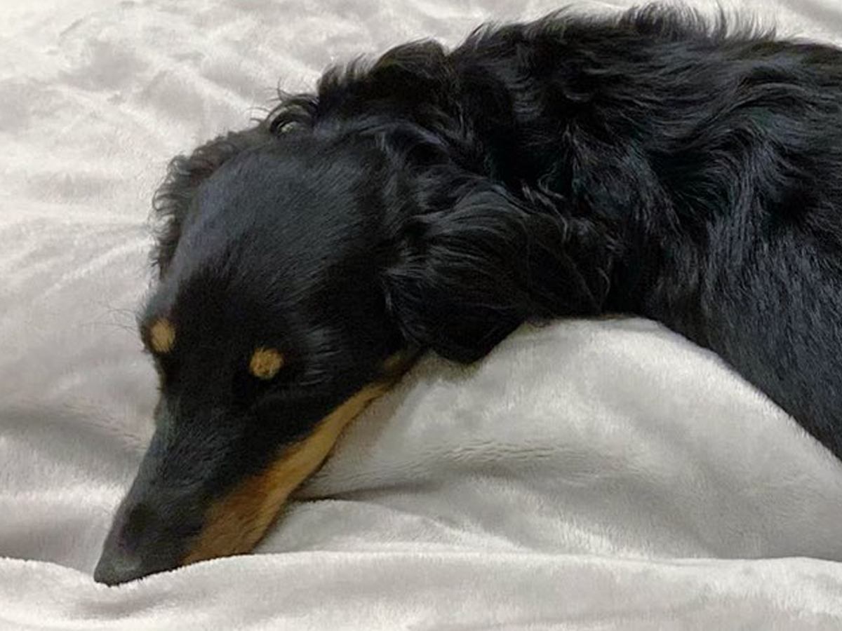ベッドで眠っていた犬の『寝起きを撮影した』結果…まさかの『別の生き物に生まれ変わる光景』に爆笑「ウナギイヌで草」と2万6000いいね